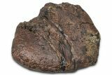 Fossil Nodosaurid (Denversaurus) Osteoderm (Scute) - Wyoming #379523-1